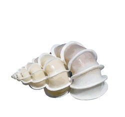 Wentletrap Shell