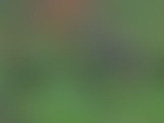 Comunidades indígenas erradicaron más de 3 mil matas de marihuana en Caldono 