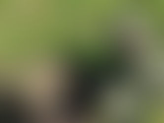 Ejército neutraliza cinco artefactos explosivos instalados por el ELN en zona rural de Totoró