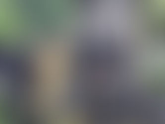 Dos perros murieron calcinados, en un incendio de un cambuche en Popayán