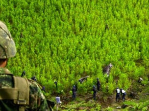 Hay una baja erradicación de coca en el Cauca frente a Nariño: “apenas 2.000 hectáreas en proceso”
