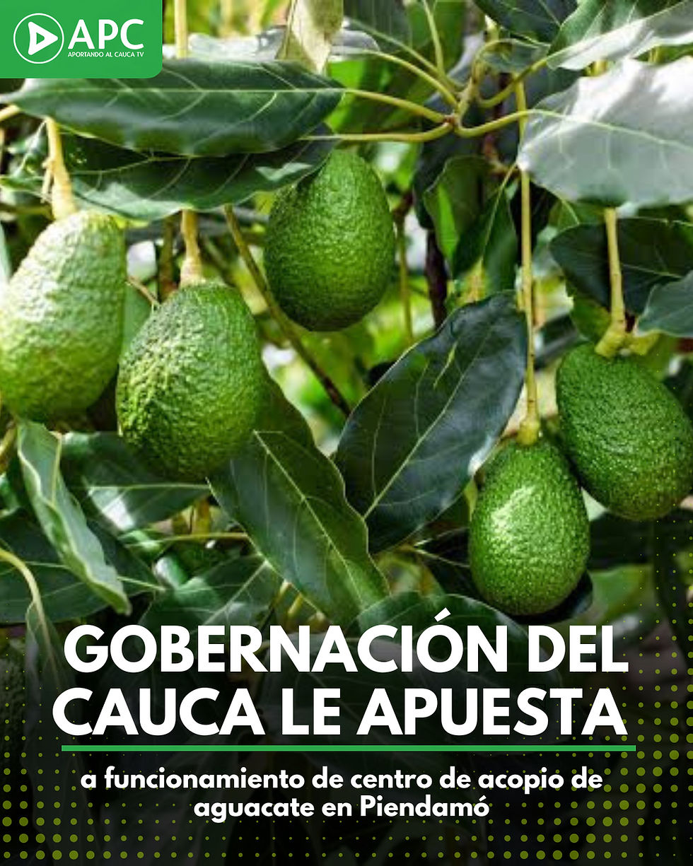 Gobernación busca poner en funcionamiento centro de acopio de aguacate en Piendamó