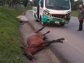 Caballo suelto causó accidente en la ciudad de Popayán