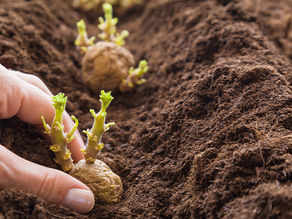 Unos 6 mil productores de papa del Cauca, están afectados por los bajos precios