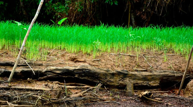 Mujeres cultivadoras reactivan con éxito el cultivo de arroz en Guapi, Cauca