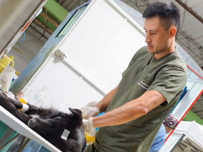 Jornada de esterilización benefició a familias y mascotas en Rioblanco, Sotará