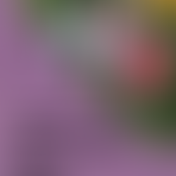 Update on Ontario’s Pathways to Safety Strategy