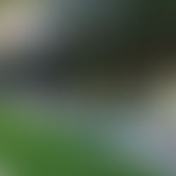 Mansion 2...A Modernist Masterpiece in Al Barari’s Exclusive The Collection