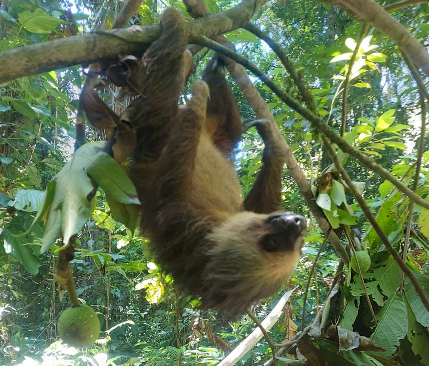 Wildlife on Isla Bastimentos including red frogs, sloths and tropical birds