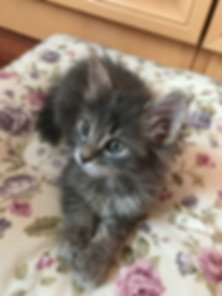 kedi sahiplendirme ilanları