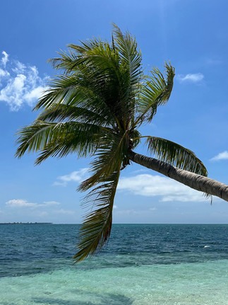 Strand mit Palme in Balabac, Palawan, Philippinen