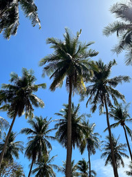 Koh Lanta, Palmen, Strand, Thailand