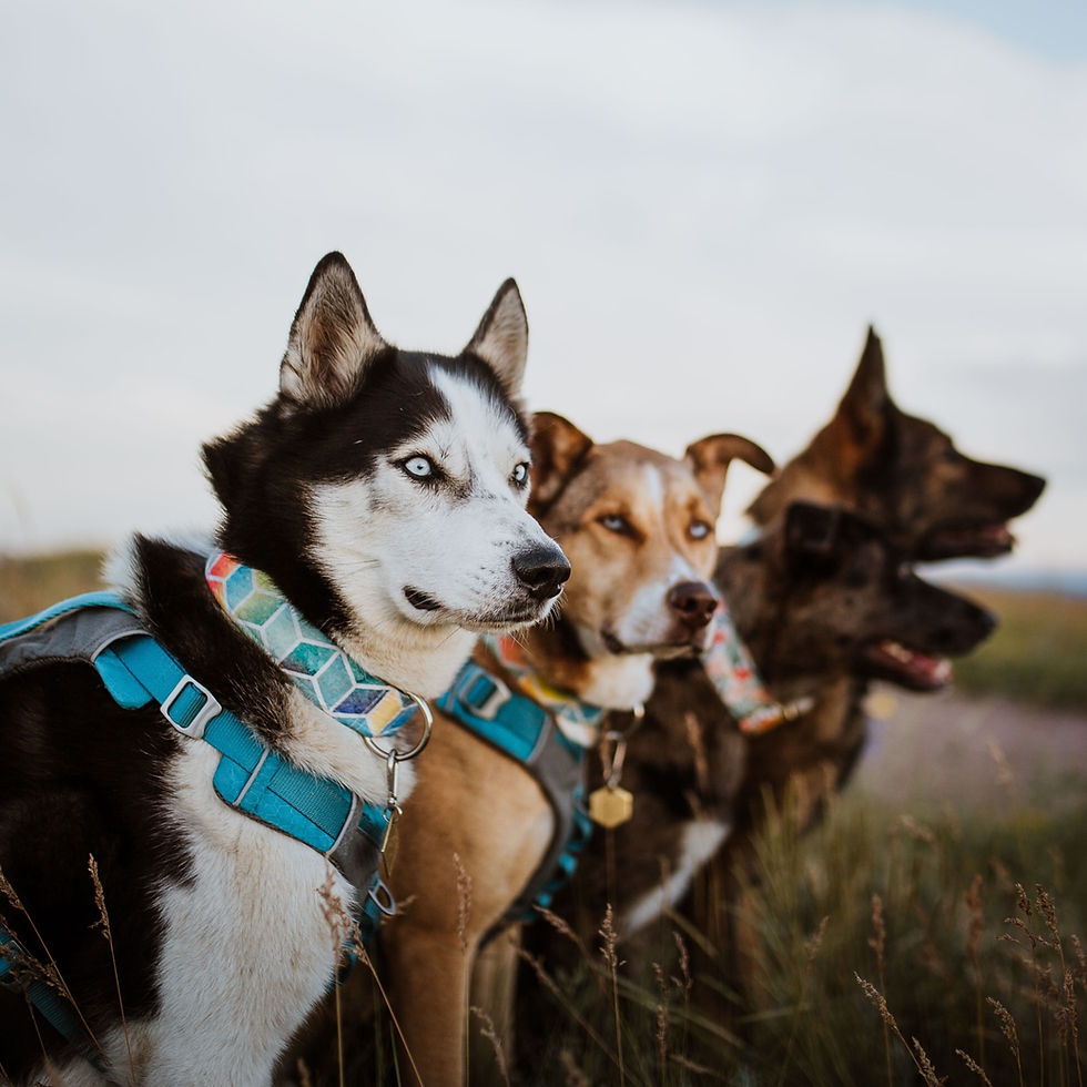 Thumbnail: Walk in the Bark Summer Collar