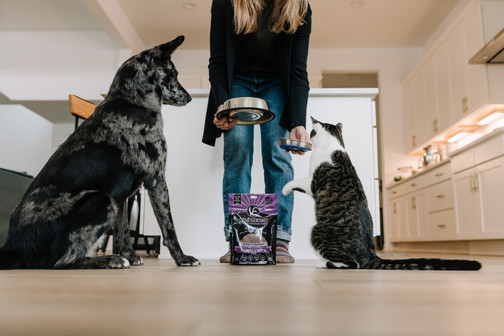 dog cat branded content denver colorado Vital Essentials tales of voyage