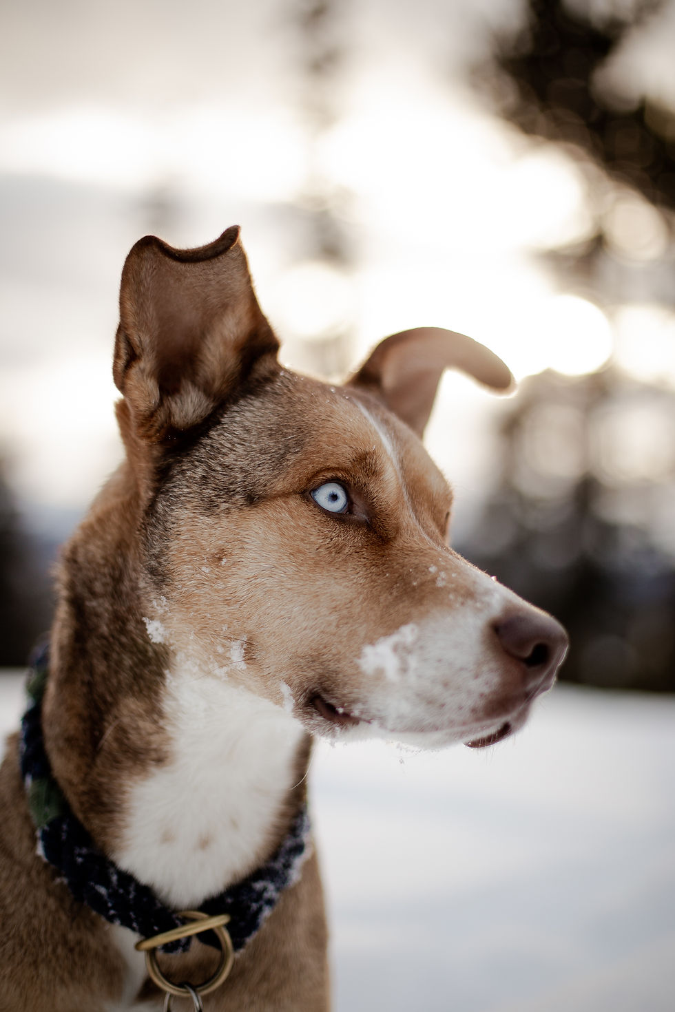Thumbnail: Snowdoggo // Breckdoggo Preset Bundle