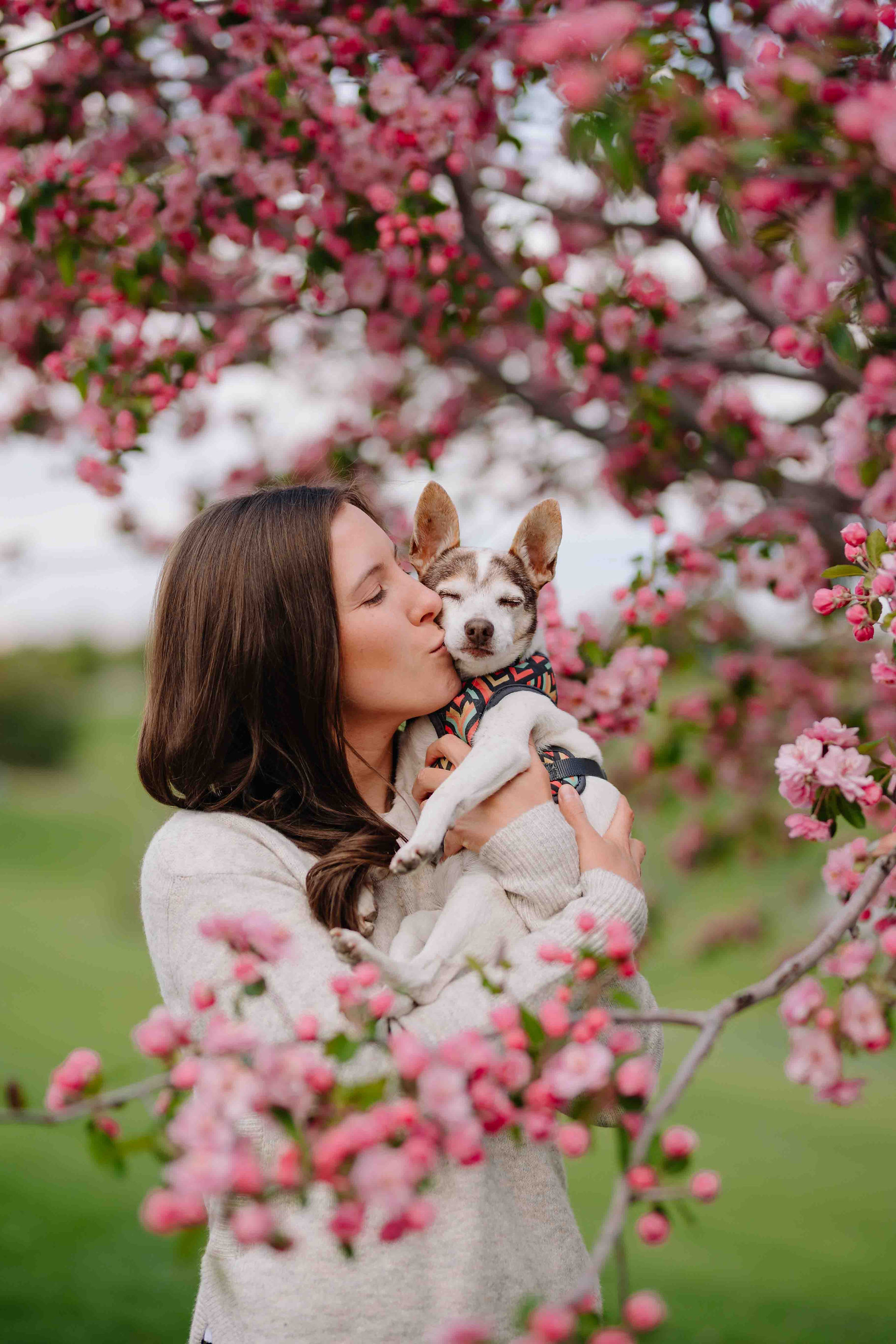 denver dog photographer celebration of life session in the cherry blossom trees