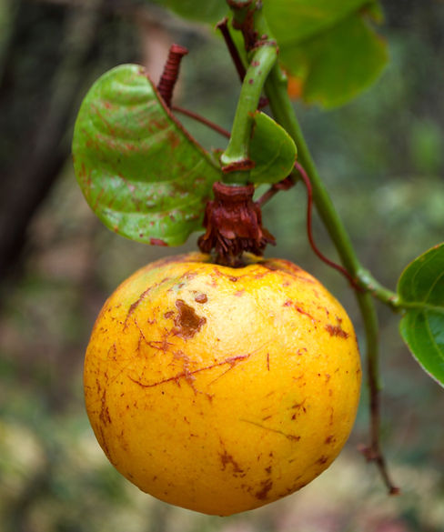 SabrinaMiranda_Loveplantscerrado