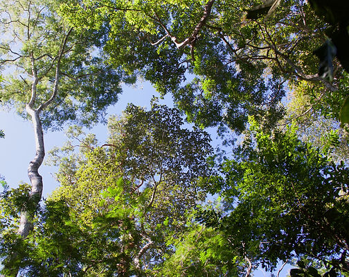 SabrinaMiranda_Loveplantscerrado