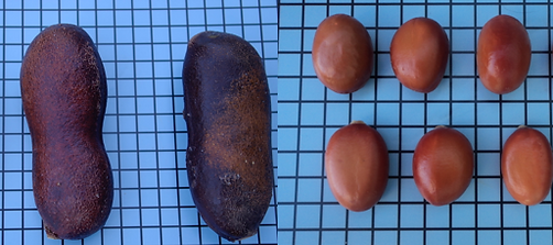 SabrinaMiranda_Loveplantscerrado