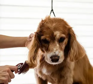 Dog Brushing Photo.webp