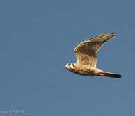 Cernícalo_americano_(Falco_sparverius)_A