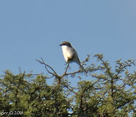 Verdugo americano (Lanius ludovicianus)