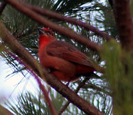 Piranga encinera macho (Piranga flava).j