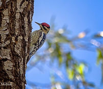 Carpintero moteado (Sphyrapicus varius)