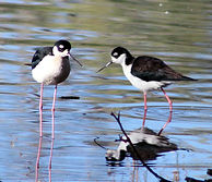 Monjita americana (Himantopus mexicanus)