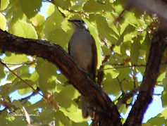 Clarin jilguero (Myadestes occidentalis)