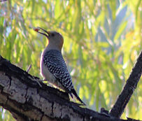 Carpintero cheje (Melanerpes aurifrons).