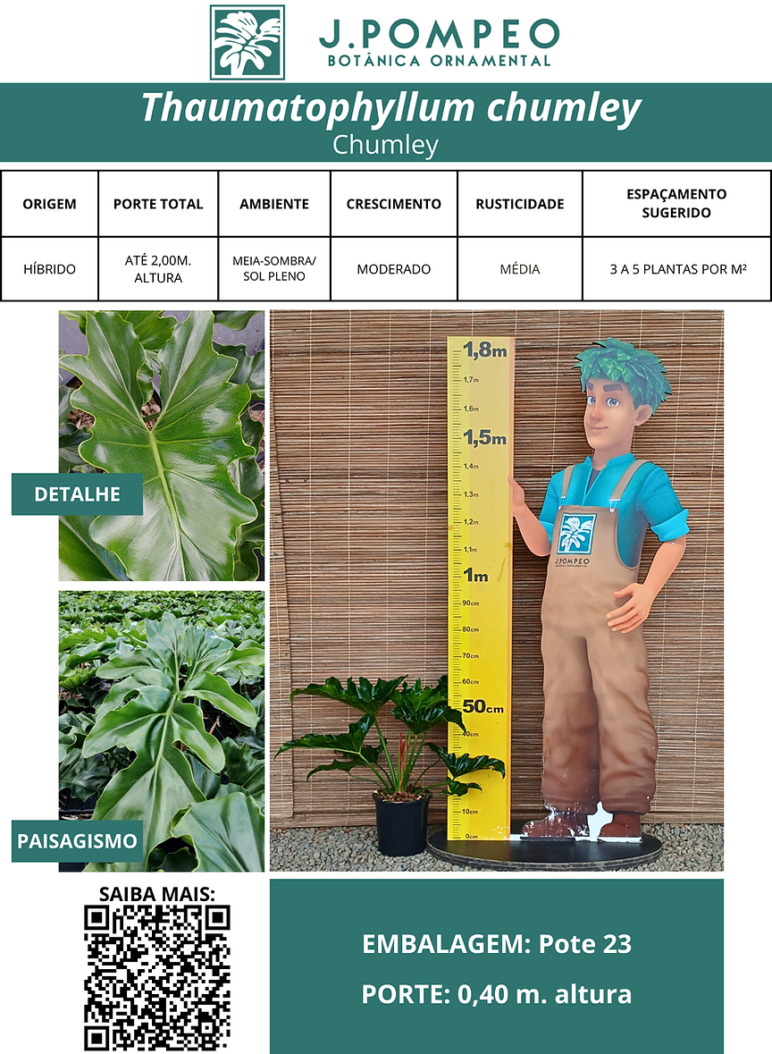 Thaumatophyllum chumley (Chumley)