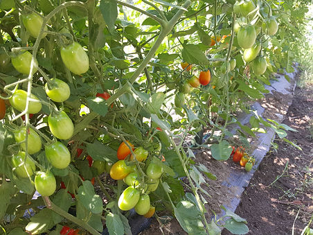 Tomatoes at Costello (2).jpg