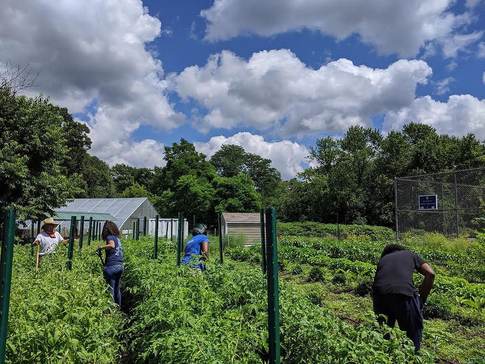 GT2020-weeding at Costello-July 14 2020.jpg