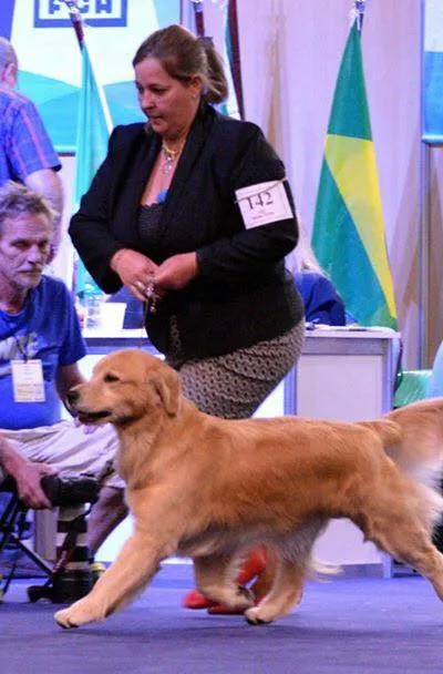 k9 data golden retriever