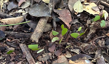 Screenshot 2025-06-02 at 6.07.35 PM.png