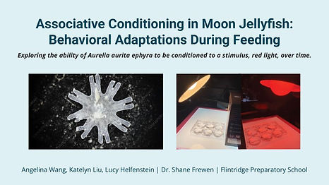 Jellyfish Associative Conditioning LACSEF_Angelina, Katelyn, and Lucy.jpg