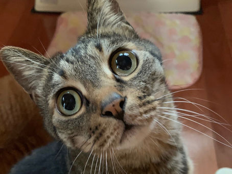 リニューアルしました