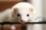 フェレット