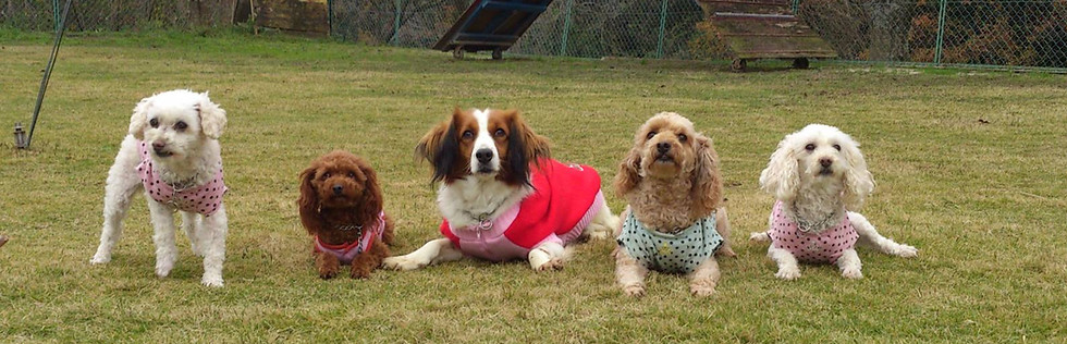 犬の集合写真