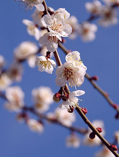 梅花