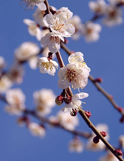 梅花