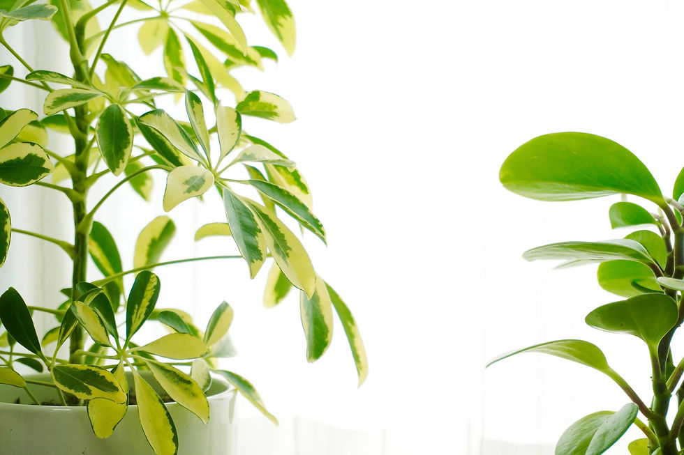 観葉植物