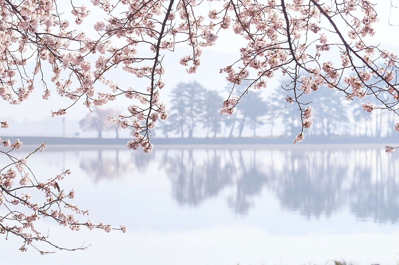 徳良湖の桜