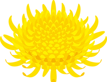 菊