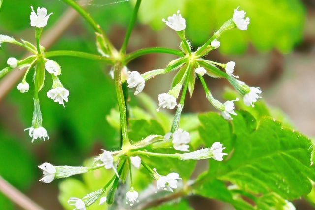 薬草