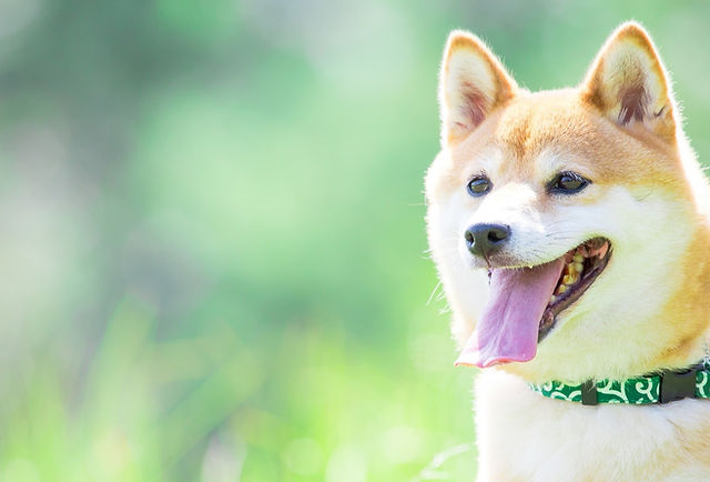 鳴門市 リューネ動物病院 老犬ホーム ワクチン接種 ペットホテル 去勢手術 避妊手術