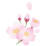 さくら