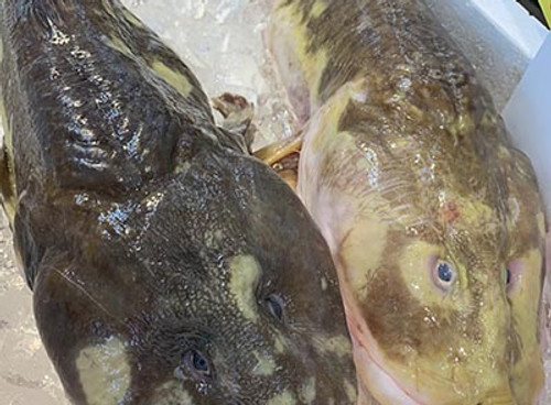 境港からの新鮮なお魚情報 有限会社 木村鮮魚店 境港からの新鮮なお魚情報 有限会社 木村鮮魚店