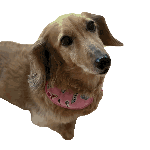 愛犬の美容室トムボーイのマスコット犬のデイジー